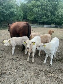 Aberdeen Angus/Charolais