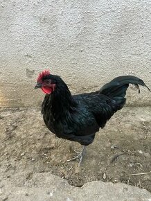 Australorp