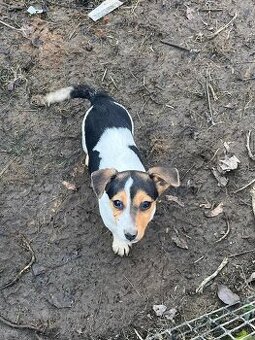 Jack russel teriér