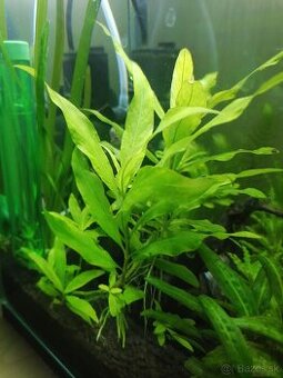 Hygrophila polysperma