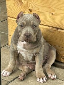 American Bully štandard