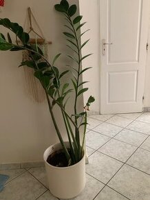 Predam zemioculcas v kvetinaci