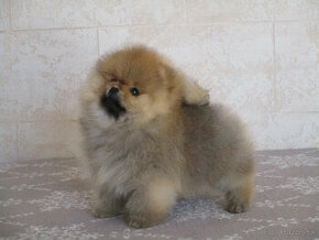 Pomeranian - 1