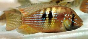 Gymnogeophagus rhabdotus cichlidy