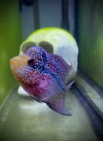 Flowerhorn odchov - 1