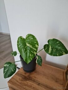 Monstera Thai constellation  dnes 49€