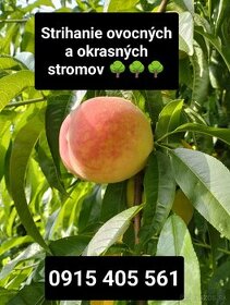 Strihanie ovocných ovocných stromov Nitra