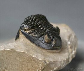 Trilobit s dokonalými očami - Fosilia - 5,3 cm