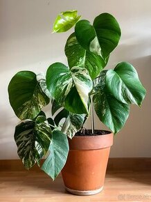 Monstera Albo Variegata 70cm aj s kvetináčom