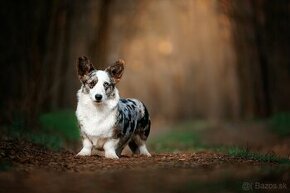 na predaj šteniatka welsh corgi pembroke