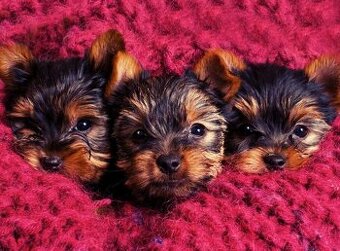 Yorkshire terrier mini-steniatka