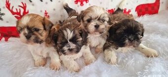 Shih tzu