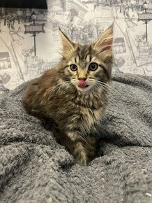 Maine coon, mainská mývalia mačka - 1