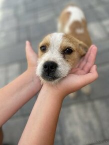 Predam jack russell