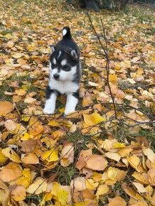 Sibirsky Husky