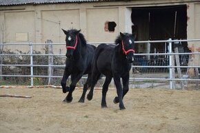 Kobyly na predaj - Percheron