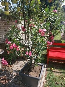 Oleander - 1