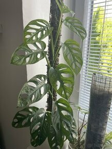 Monstera adansonii Mint