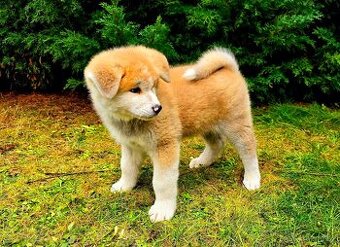 Akita Inu