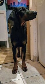 Doberman bez PP - 1