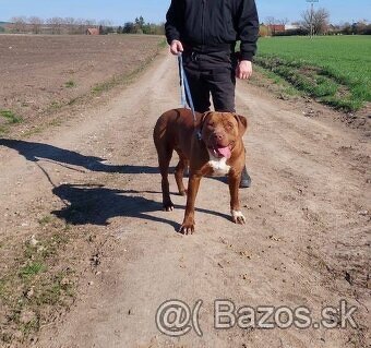 American Bully XL