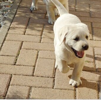 Labrador retriever šteniatko