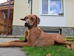 Rhodézsky Ridgeback