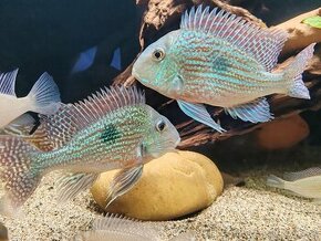 Geophagus Sveni WF - 1