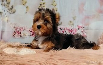 Yorkshire terrier, Yorkshire,York s PP