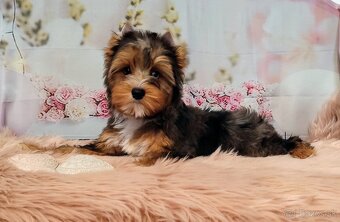 Yorkshire terrier, Yorkshire,York s PP