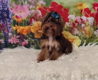 Yorkshire terrier, Yorkshire,York Choco, Čoko s PP