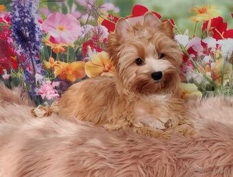 Yorkshire terrier, Yorkshire,York  s PP