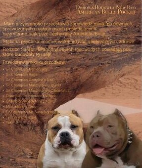 American bully pocket