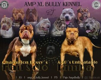 American bully xl