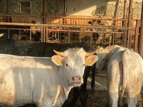 Charolais telne jalovice