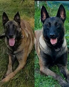 Belgický ovčiak malinois