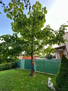 Paulownia, Stromy Budúcnosti - 1