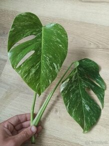 Monstera Albo Variegata - vrchol