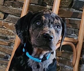 Louisiana Leopard,  Catahoula