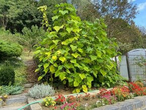 Paulownia