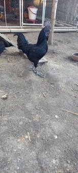 Nasadove vajicka ayam cemani