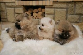 Pomeranian