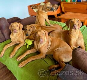 Rhodesian Ridgeback s PP k odberu