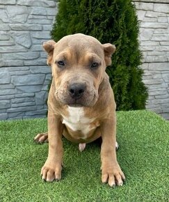 American Bully