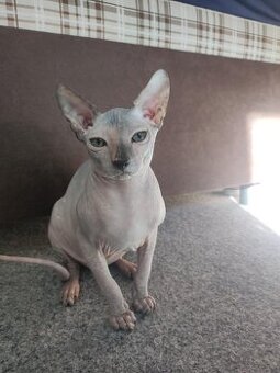 Don sphynx