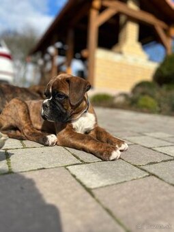 REZERVOVANY Nemecky boxer psík