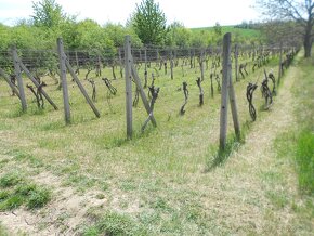 záhrada s vin.,18 km od NITRY,výhľad na Zobor, Tribeč, 916m2