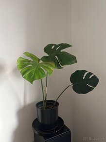 monstera