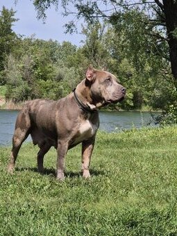 American bully