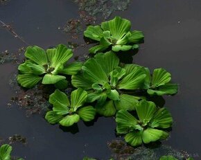 Pistia stratiotes - Pistia rezavková